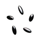 BlackOpal